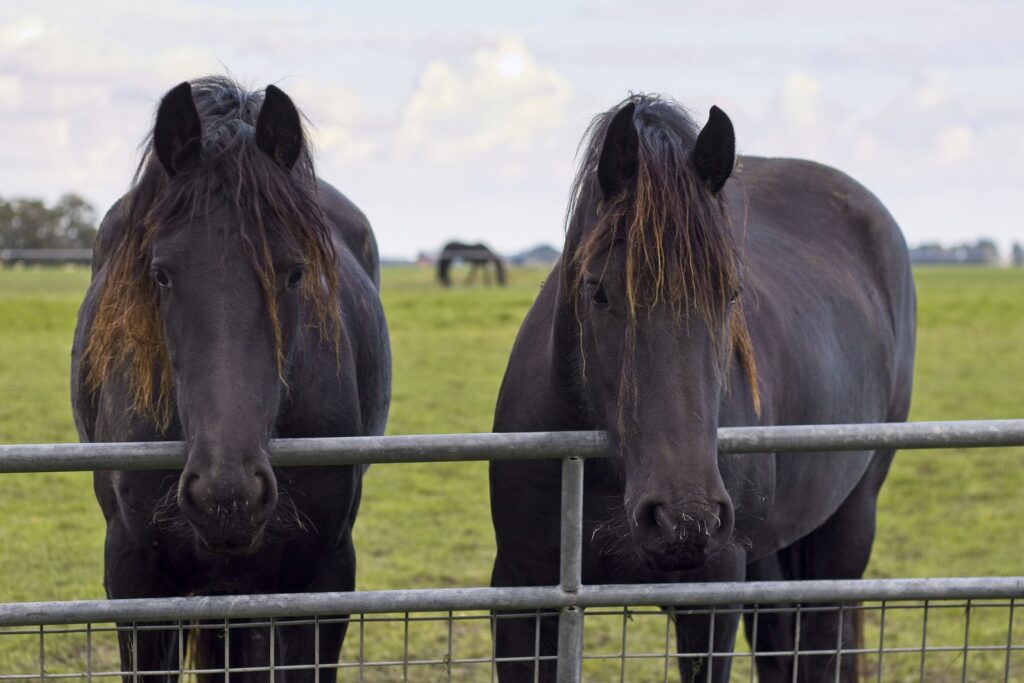 What did I learn from my Horses this week? My Strengths