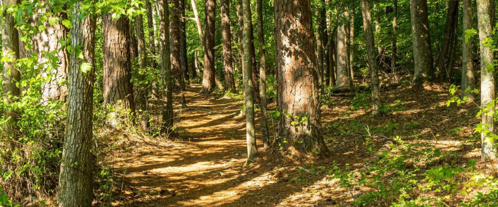 Emotional Resilience: Finding Strength from the Herd During Life Transitions