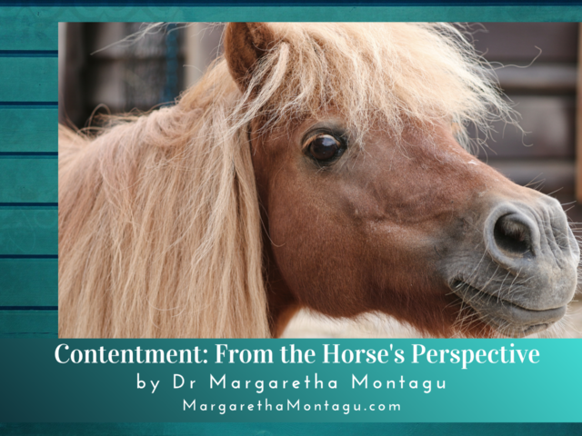 What Horses Can Teach Us About Contentment