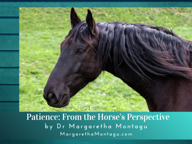 What Horses Can Teach Us About Patience