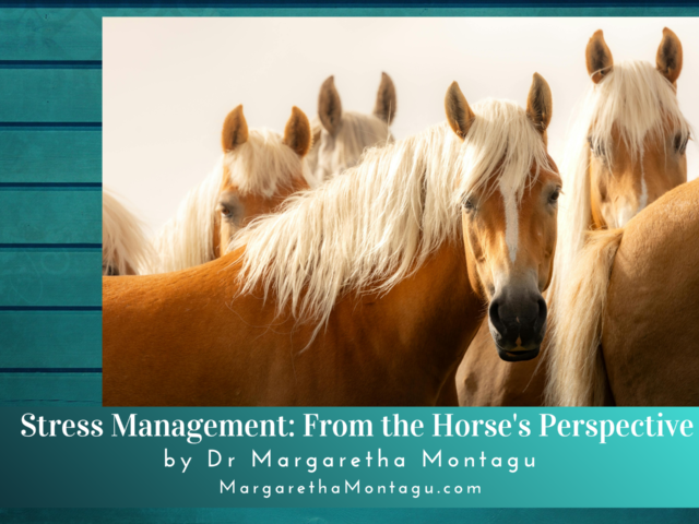 What Horses Can Teach Us About Effective Stress Management